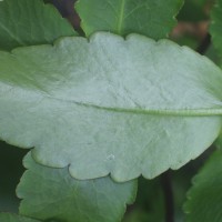 Kalanchoe pinnata (Lam.) Pers.